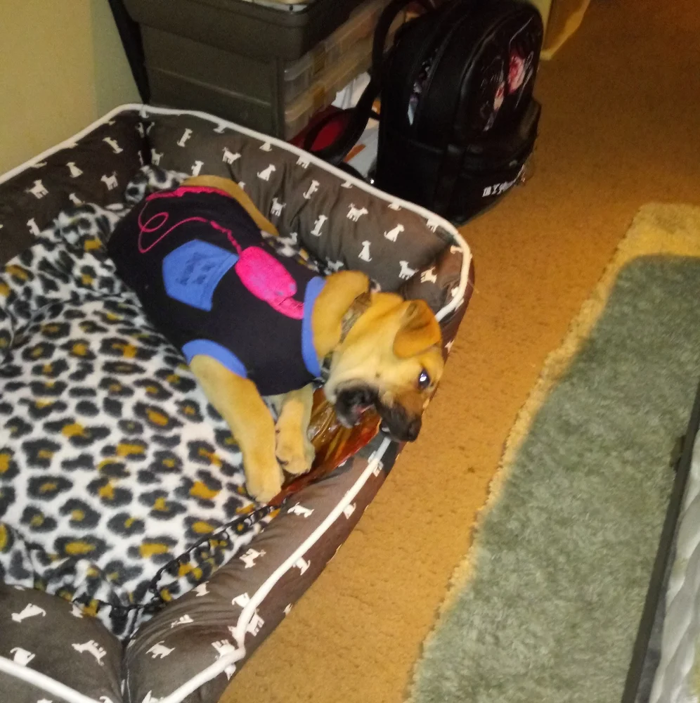 Dog bed