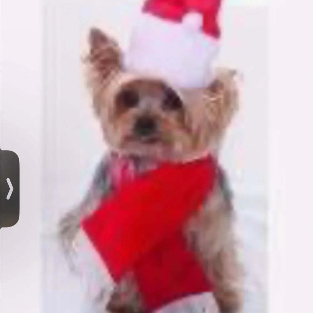 Holiday mrs Claus for cat or dog xxsmall bling collar and hat Christmas