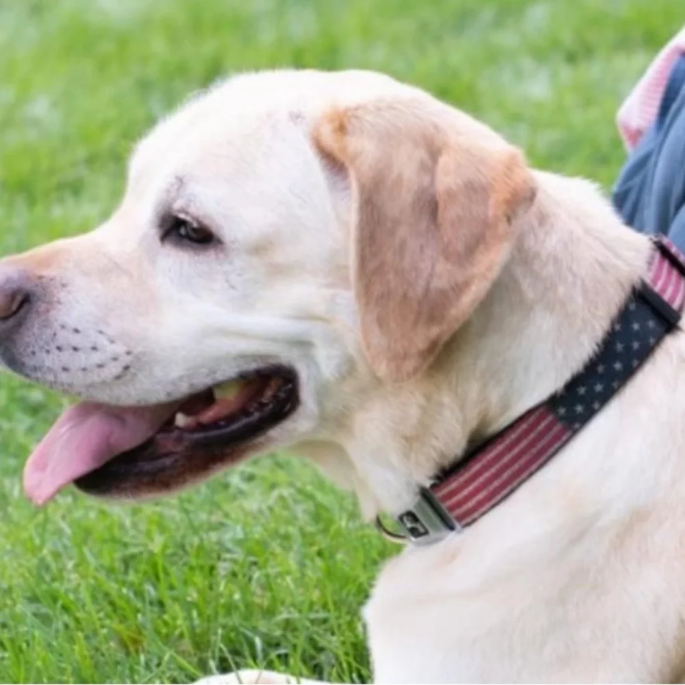Buckle-Down nwot dog
