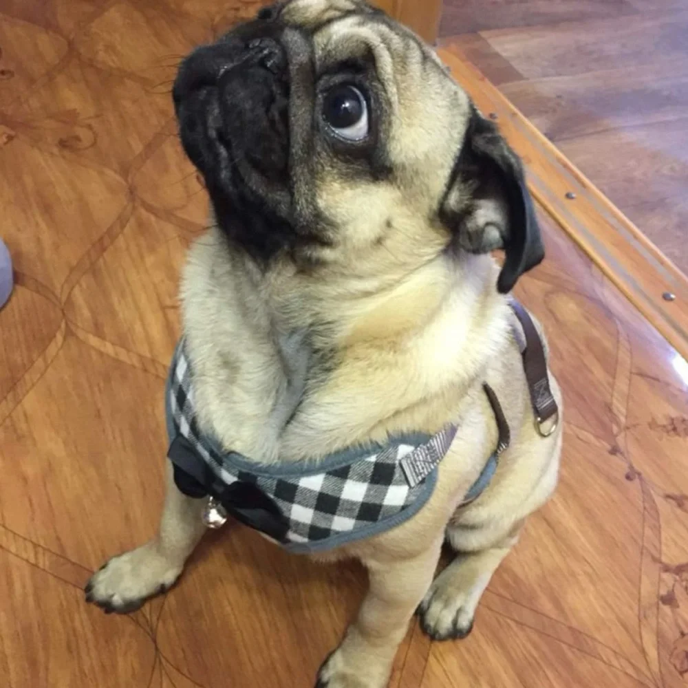Small Dog & Cat Harness & Leash Set - No Pull Pet Harness -1 left