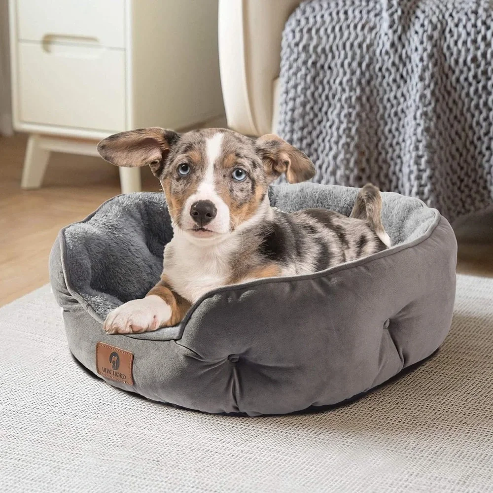 Asvin small dog