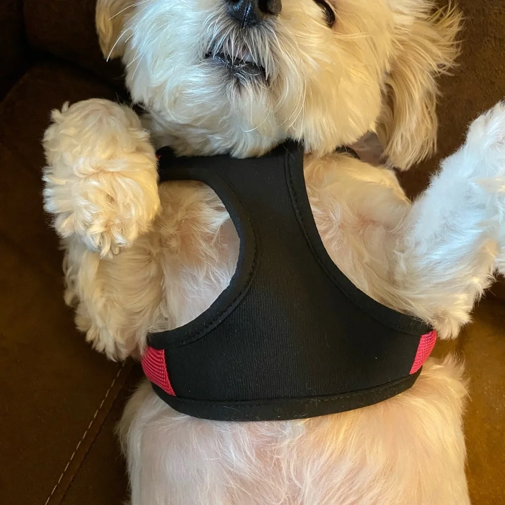 Gooby Pink and Black Dog Harness