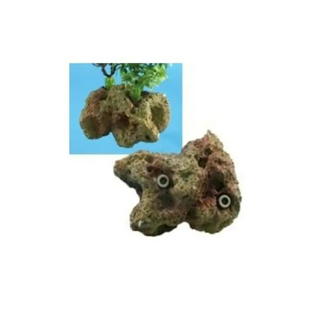 N/A coral plant