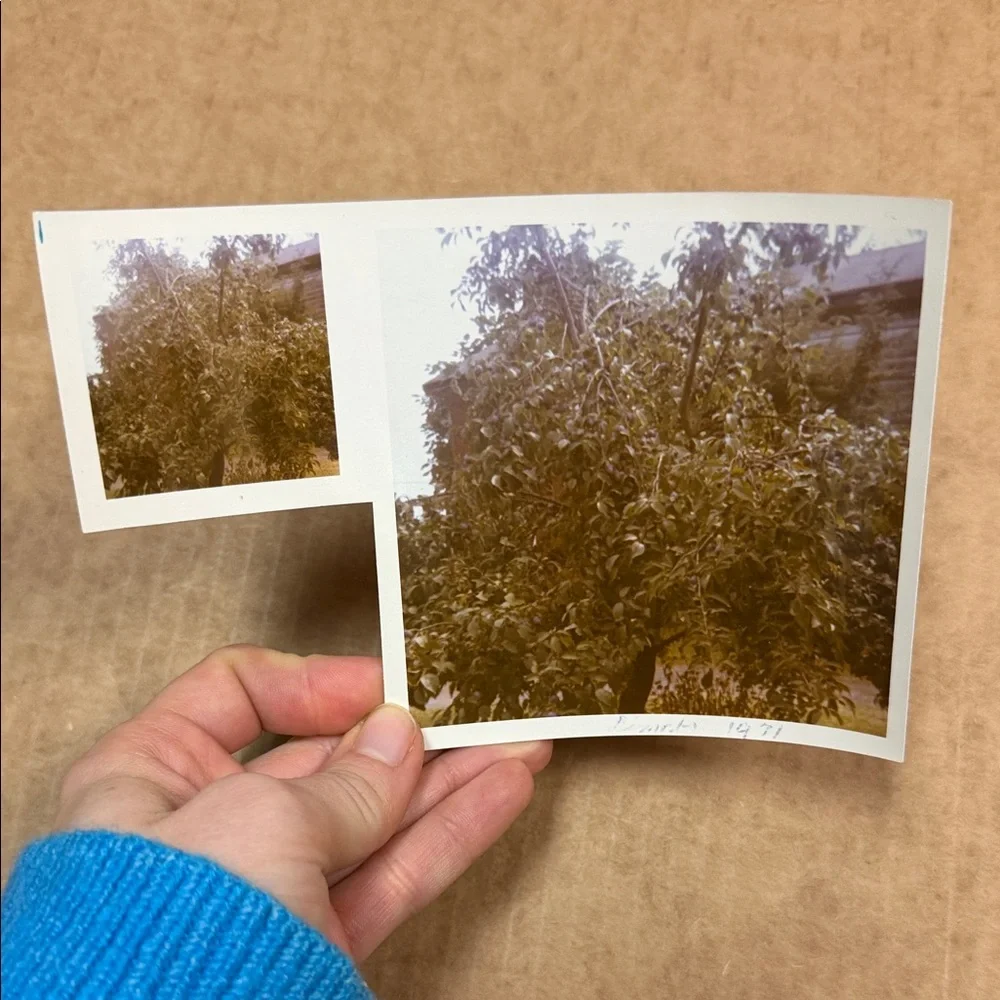 Vintage Photo Collection