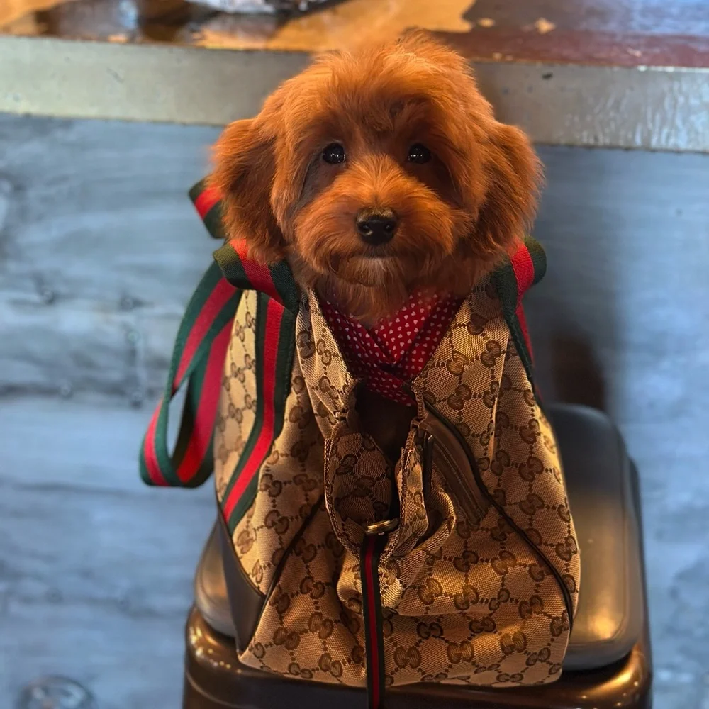 Gucci so cute