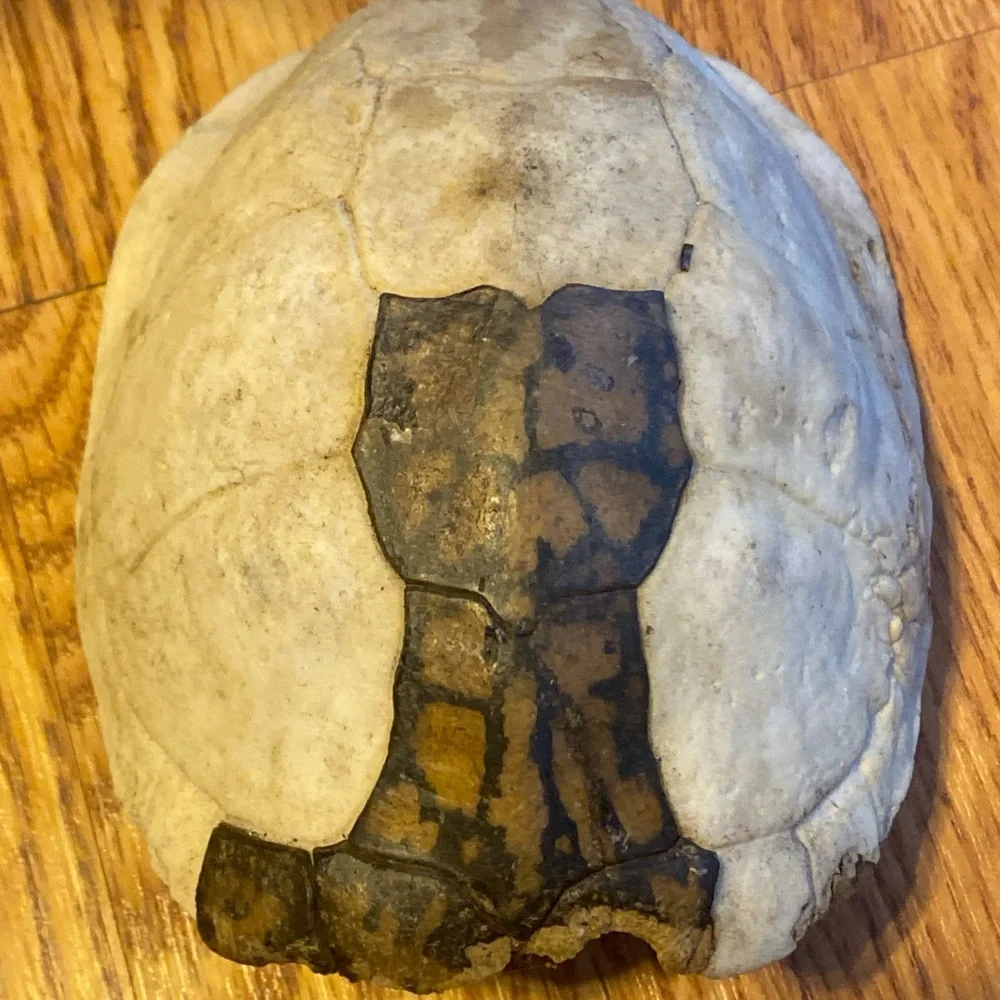 Real Eastern Box Turtle Shell. Bone Taxidermy Oddity Science Crafts. Appalachia