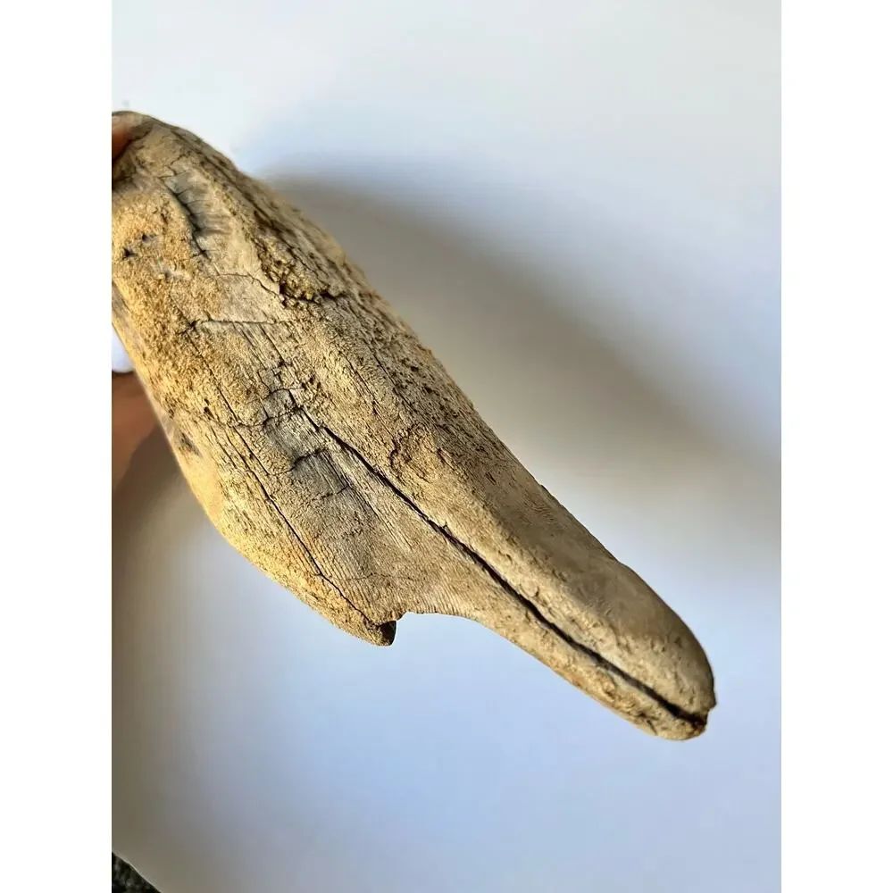 Driftwood from Hetch Hetchy dam 12 inches aquarium art decor