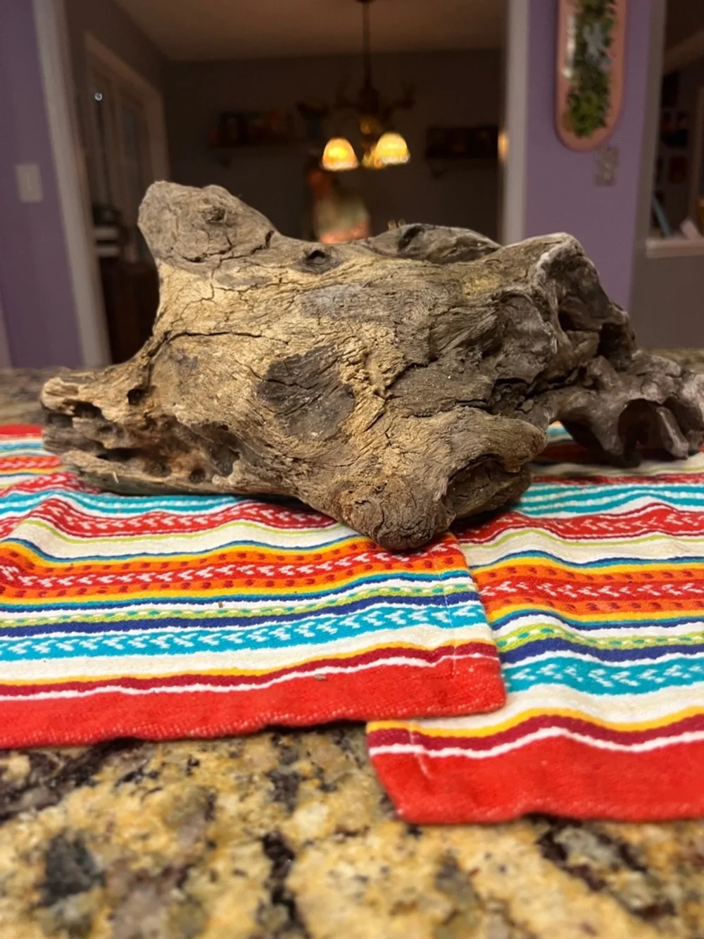 Natural Driftwood found on the James River Reptile Hide - Brown