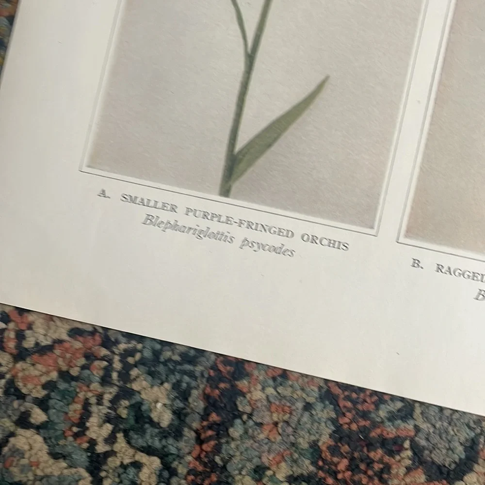 🖤5/$25 Botanical orchid Plant Print Original 100 years old Vintage Home Decor