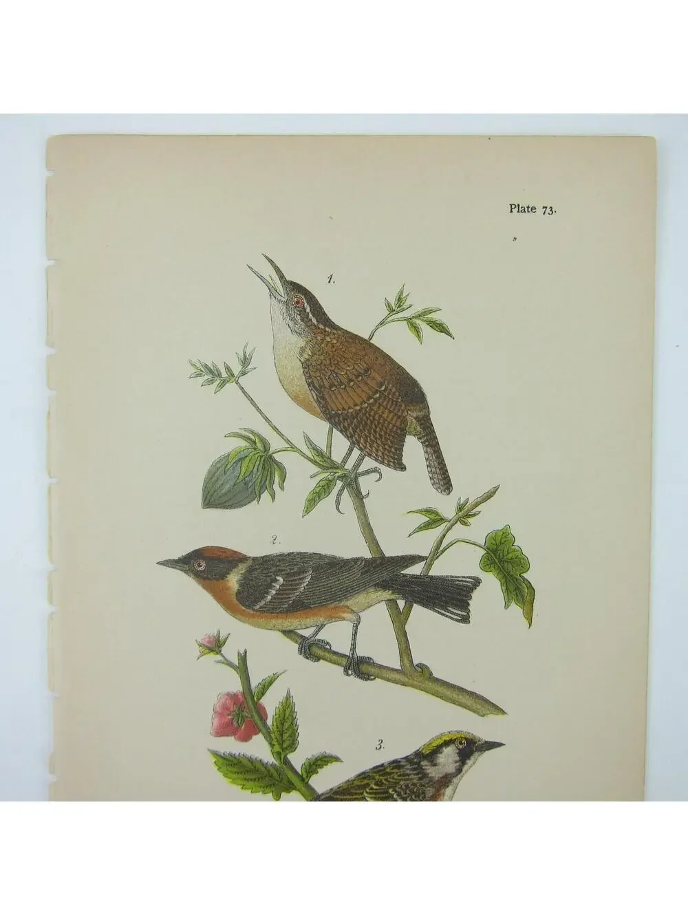 N/A bird litho