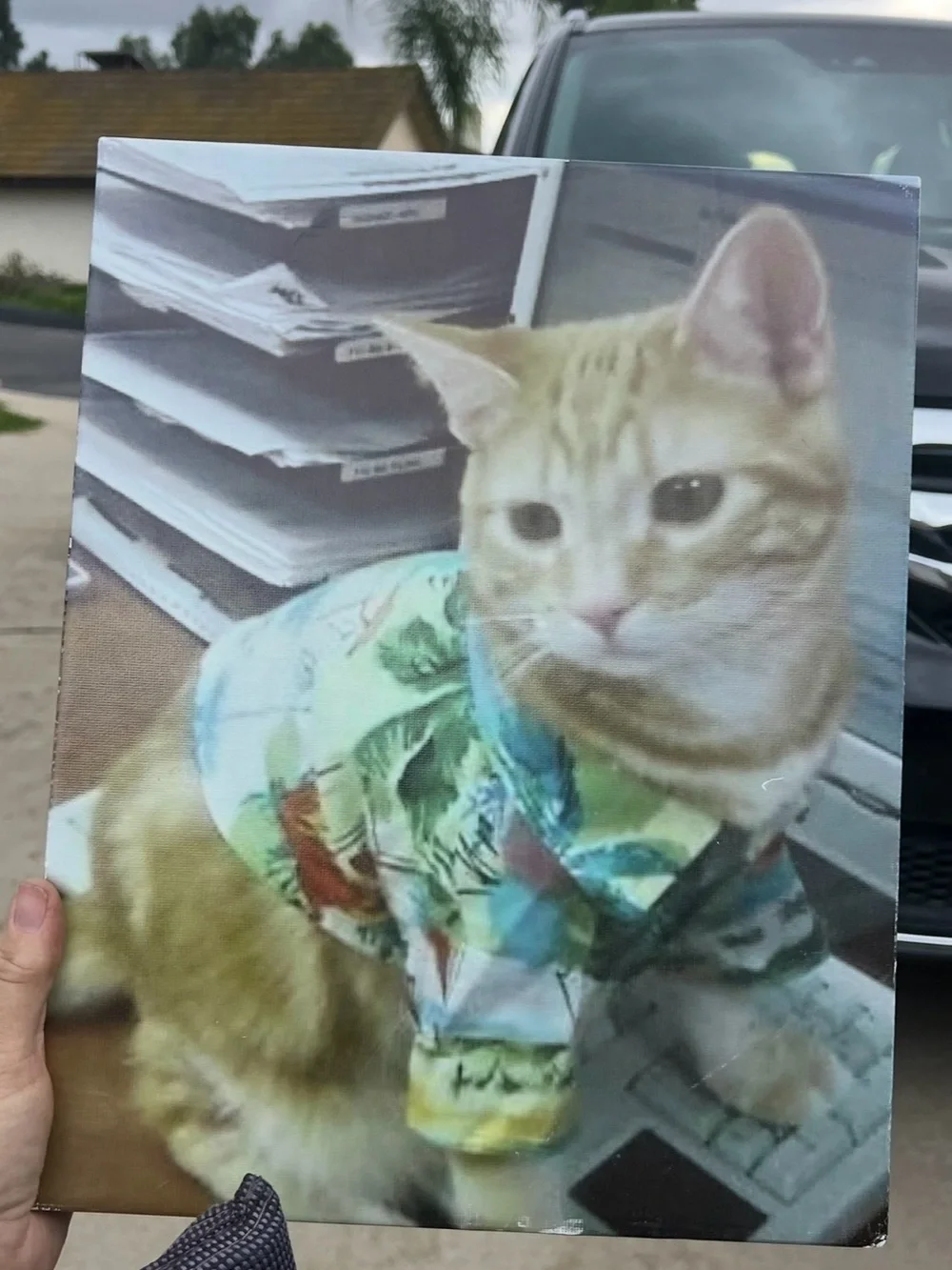 Cat in Hawaiian Shirt 8 by 10 photo on canvas sitting on a desk in a office.