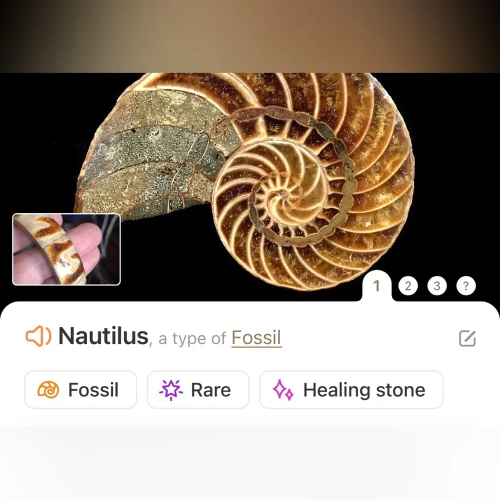 Vintage solid brass rare nautilus fossil bangle bracelet NWT