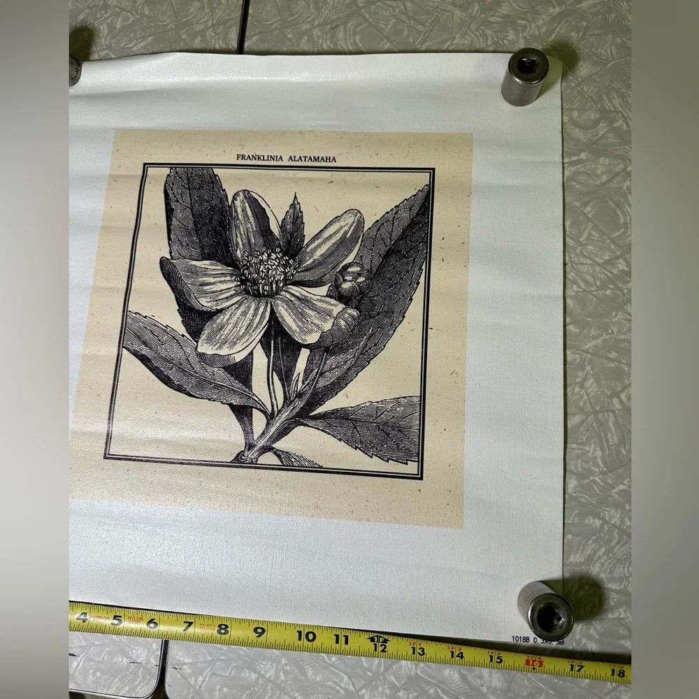 Franklin Tree art print‎ on canvas black and cream botanical craft