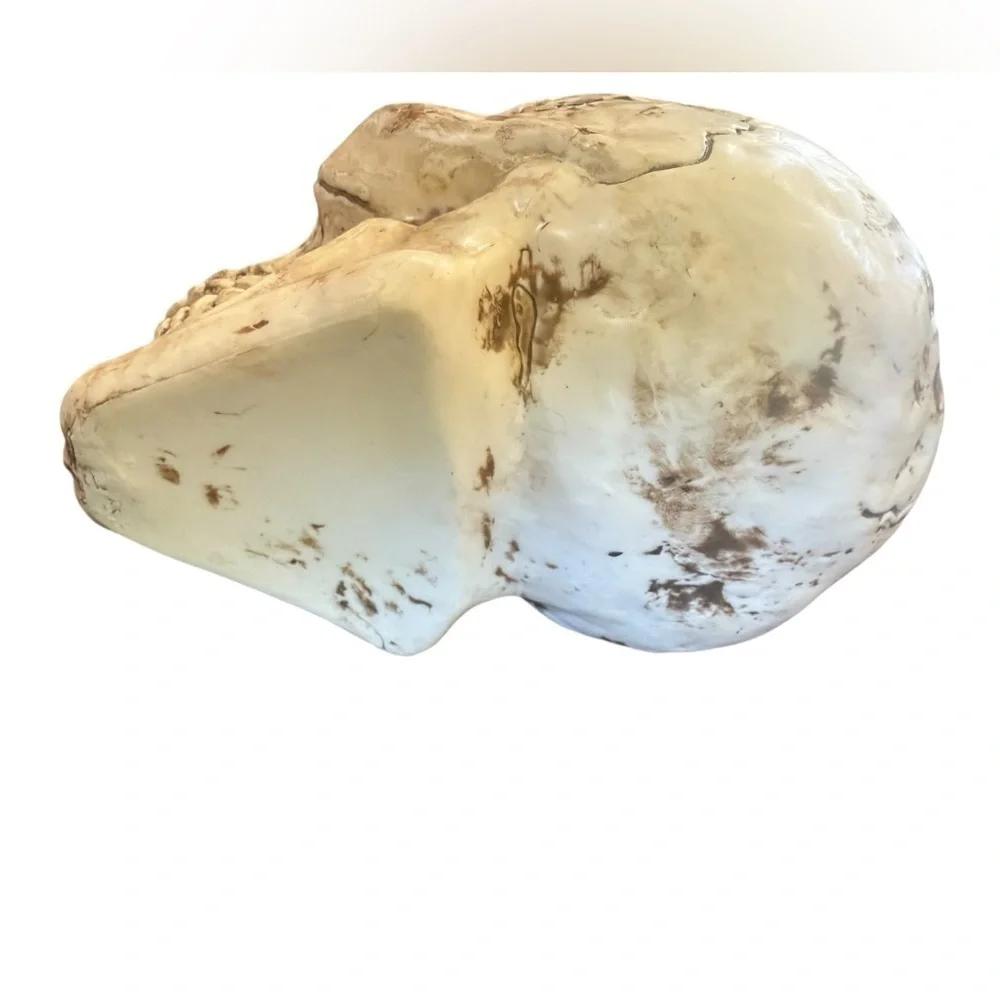 N/A realistic skull