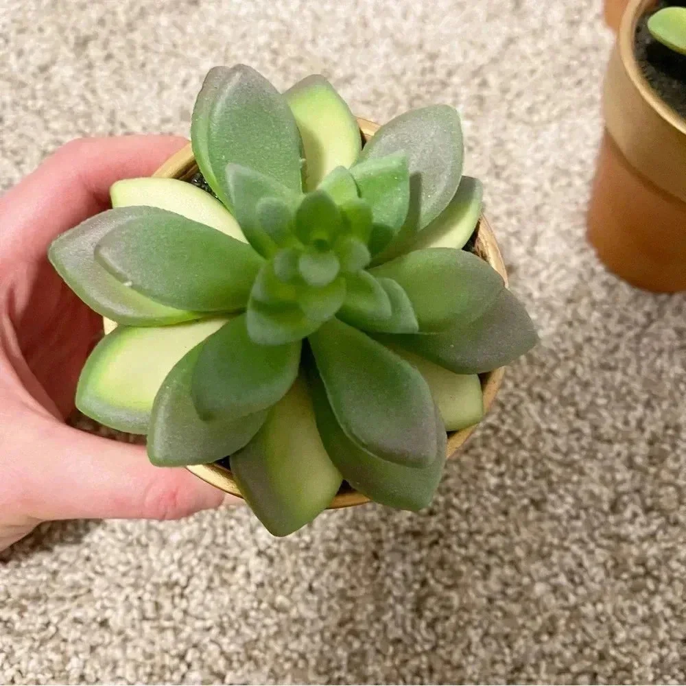 Set of 3 terracotta faux succulents new