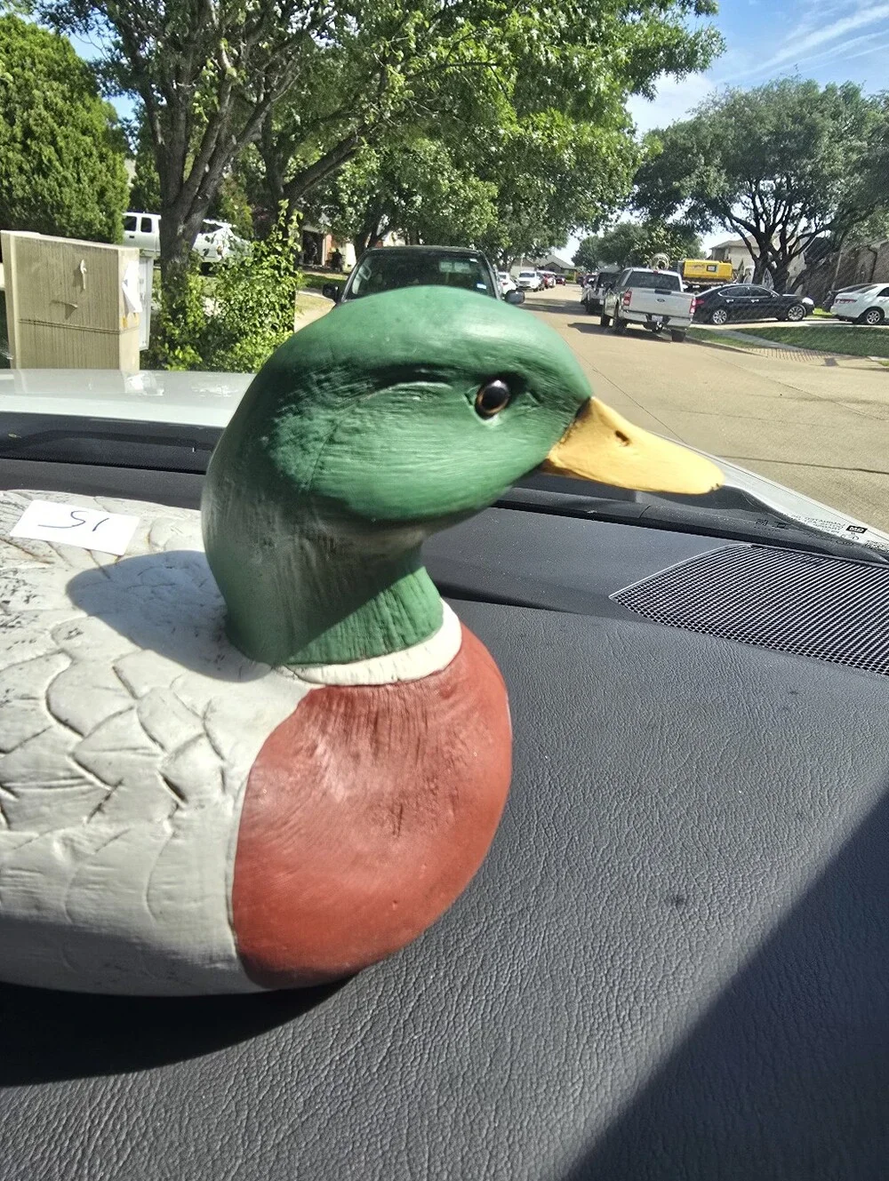 Mallard Drake charming mallard