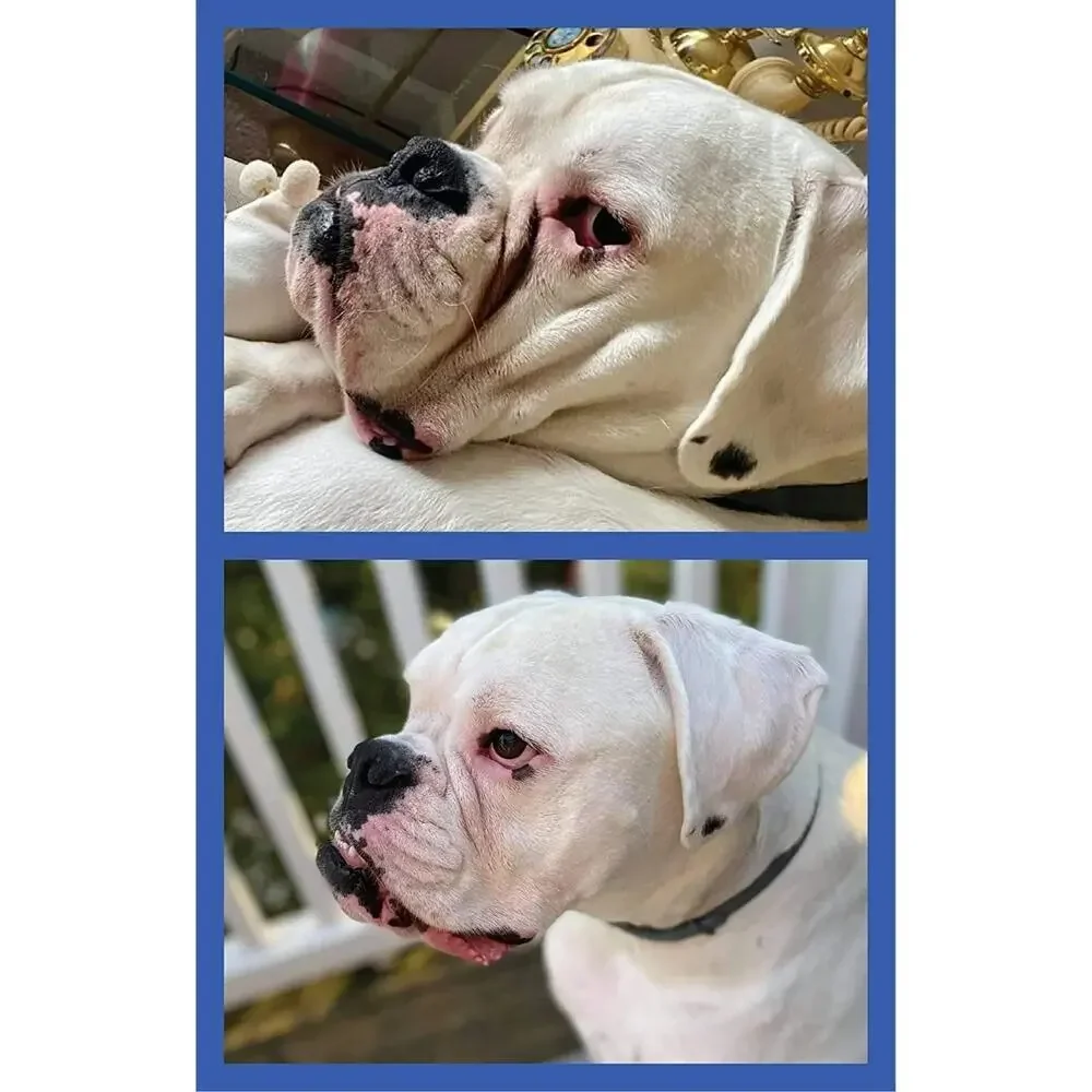 Squishface count will