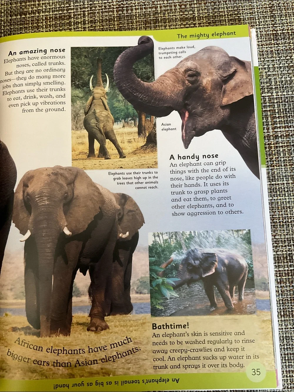N/A first animal