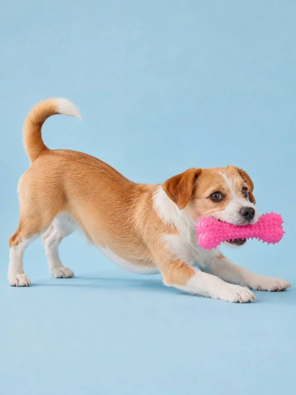 Kensington Kennel Club Dog Toy Set Pink Bone Blue Ball Tug Toss Fetch New