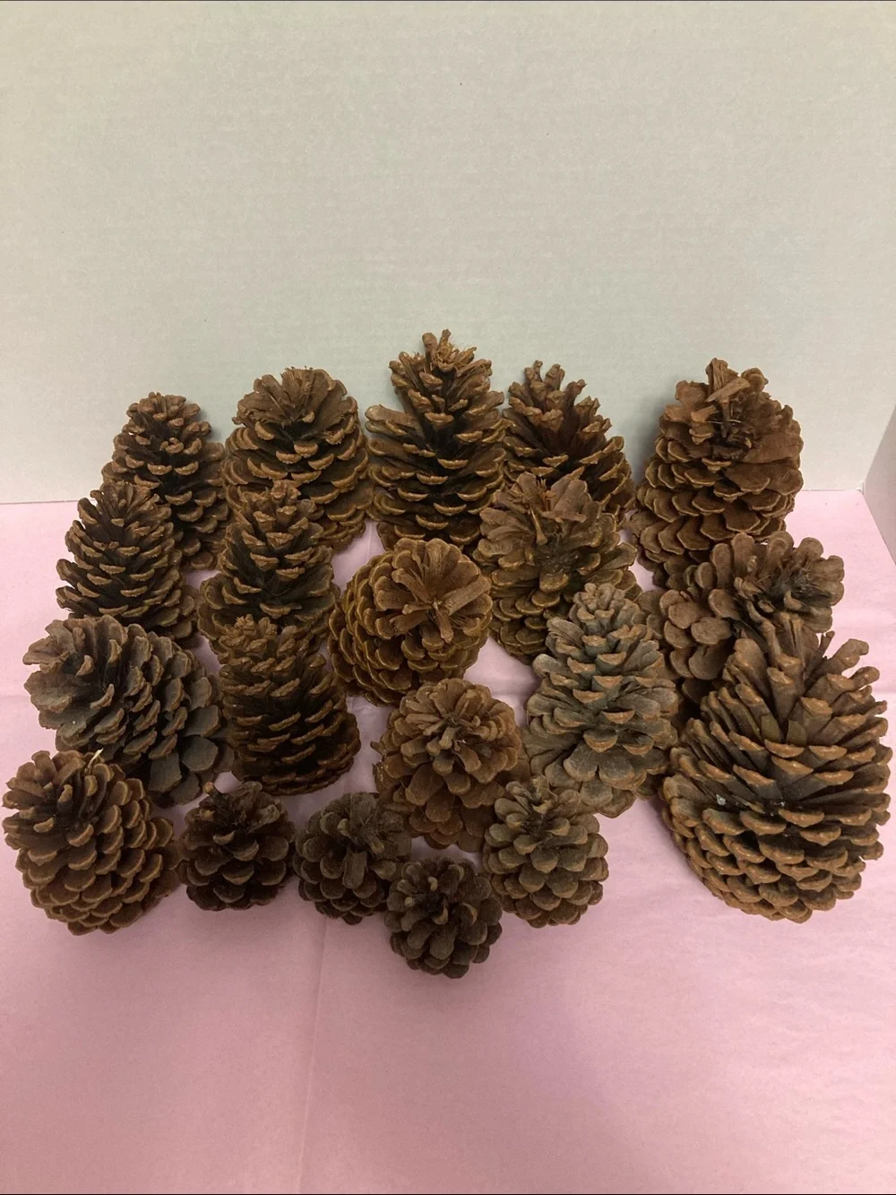 Lot of 20 real pine cones various sizes decorative crafting
