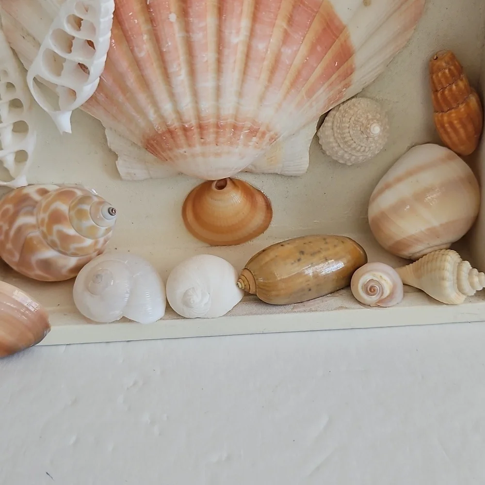 N/A natural shell