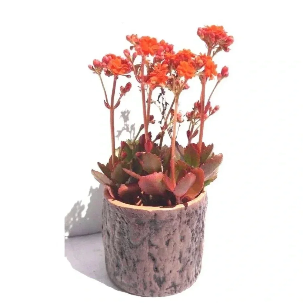 N/A new pottery