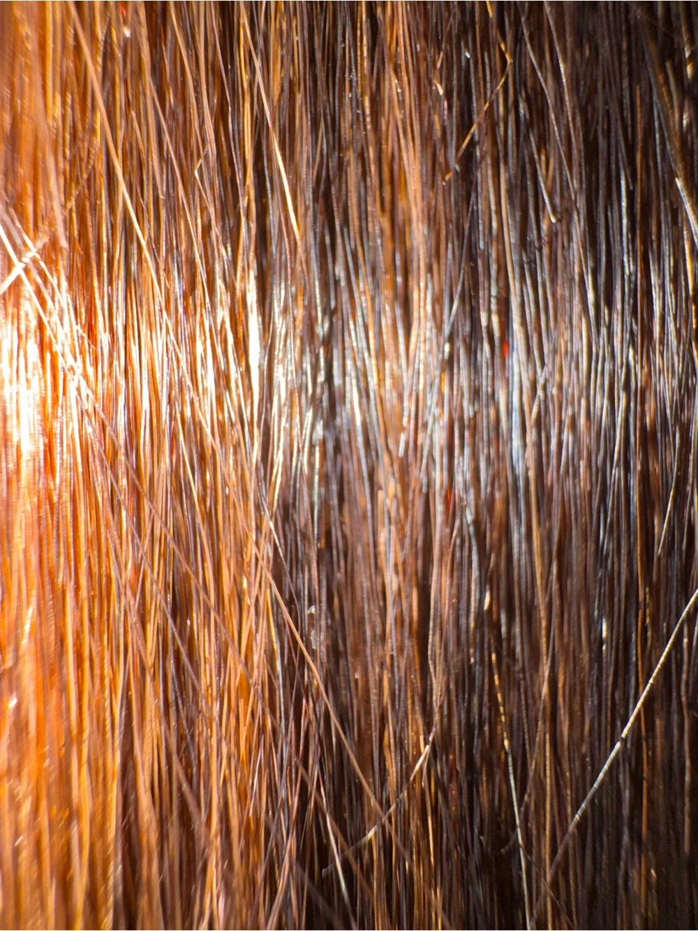 Harlem collection collection dark