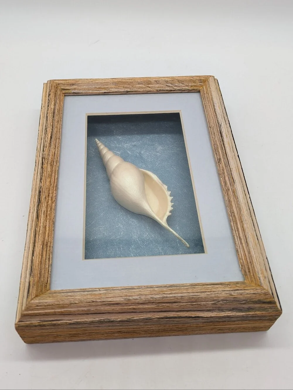 Vintage Spindle Tibia Shell Framed Ocean Sea Beach Shadow Box Wall Art