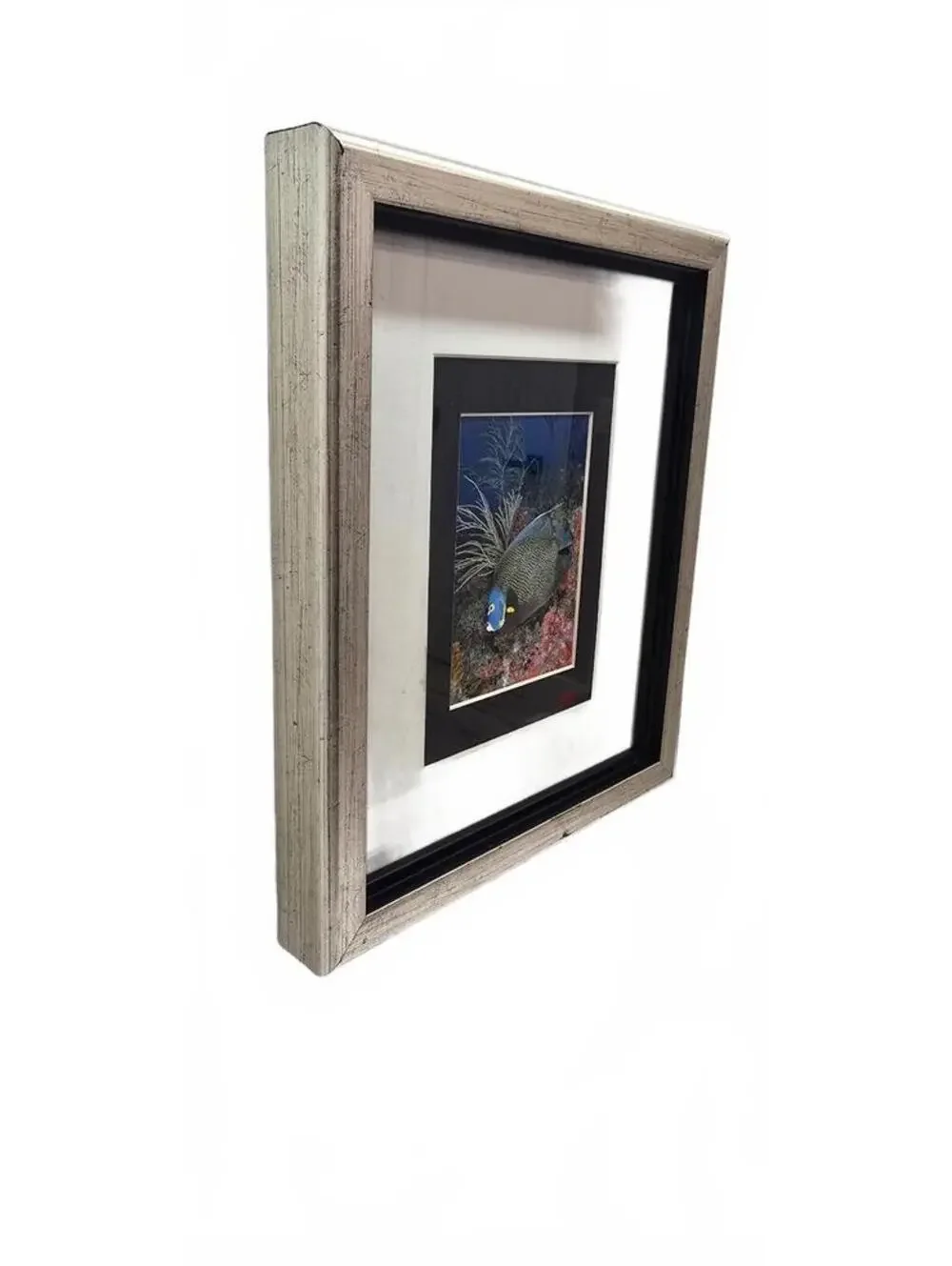 Framed French Angelfish Underwater Photograph by Valda Bromfield