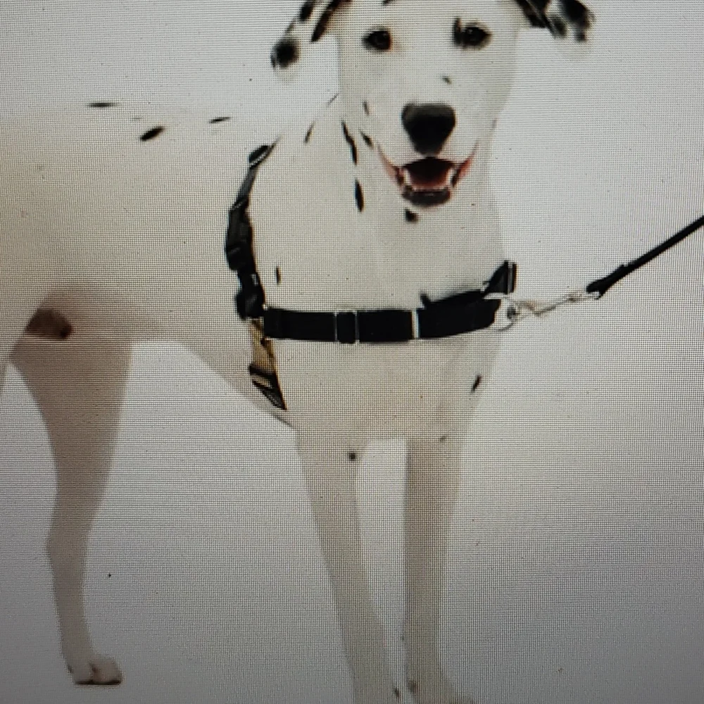 Pet Safe Easy Walk Dog Harness