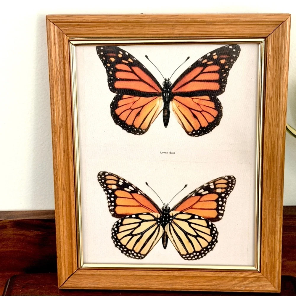 N/A monarch butterfly