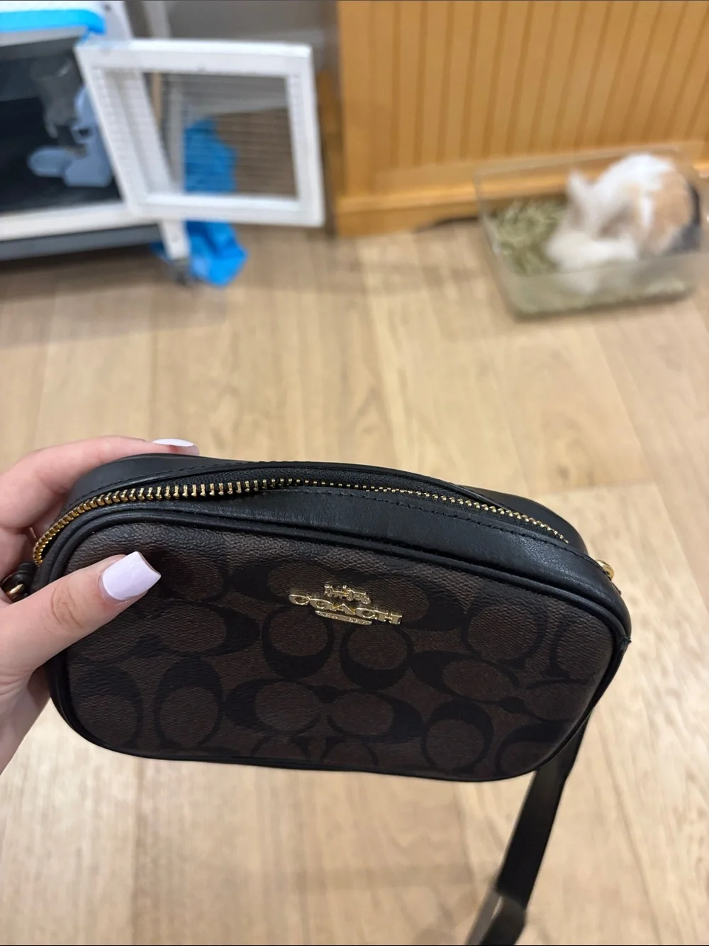 Coach compact belt