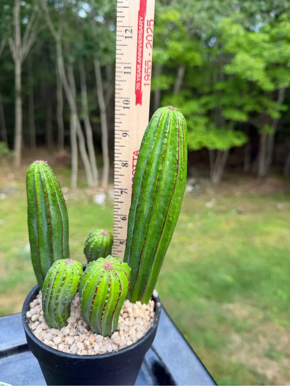 Cactus Green Decor charming botanical
