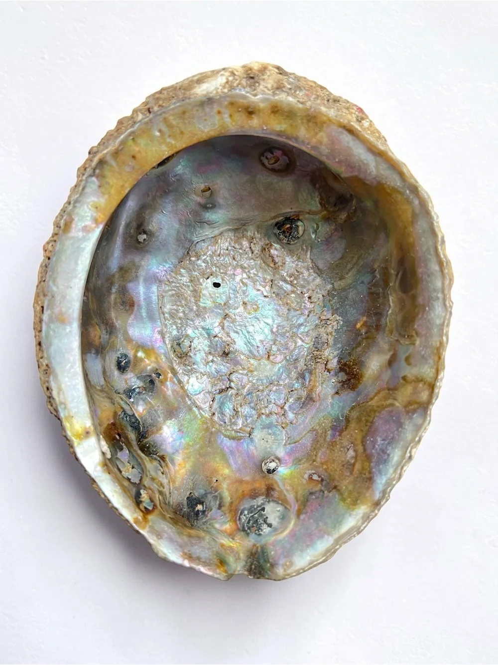 N/A large abalone