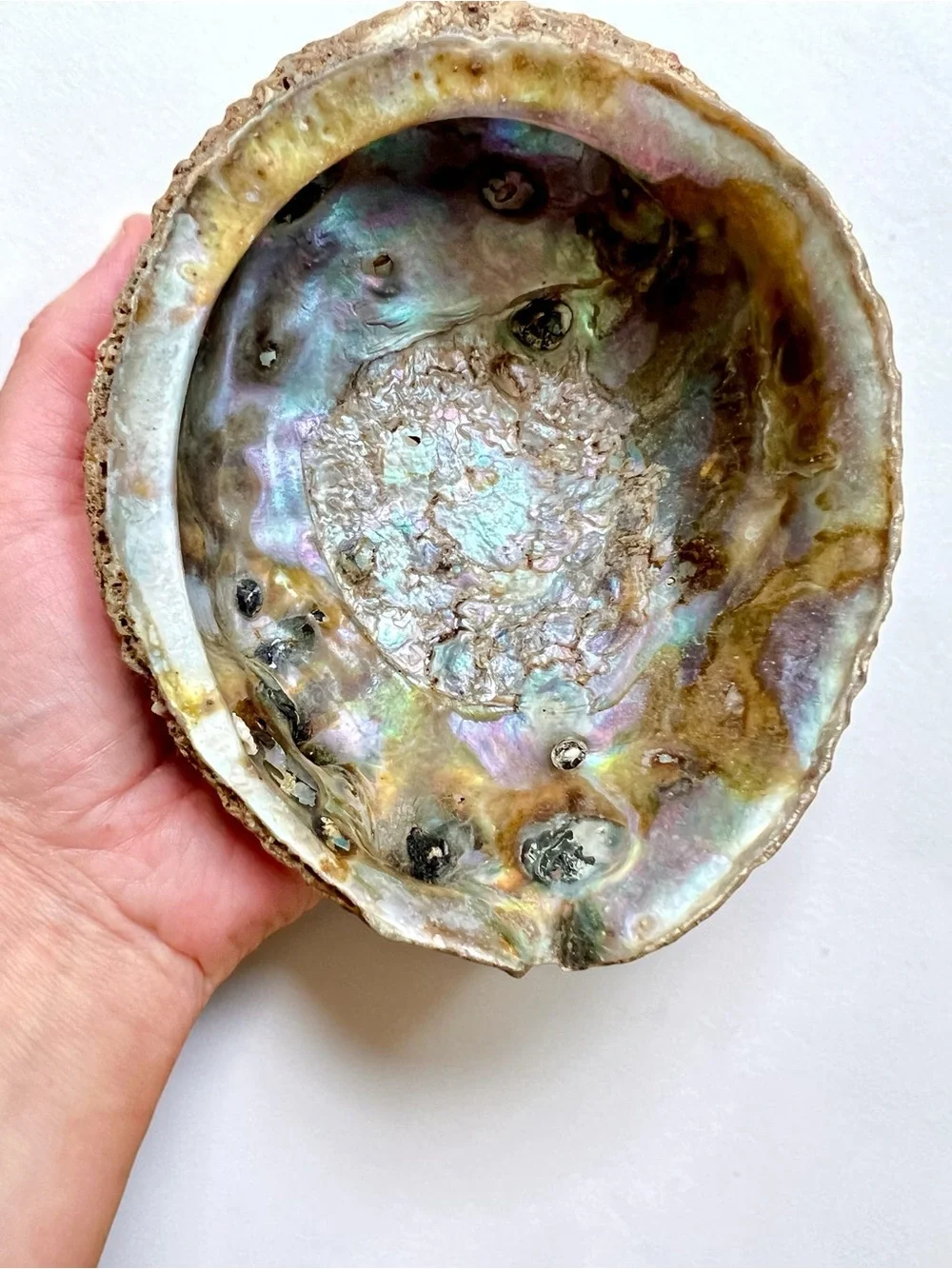 N/A large abalone