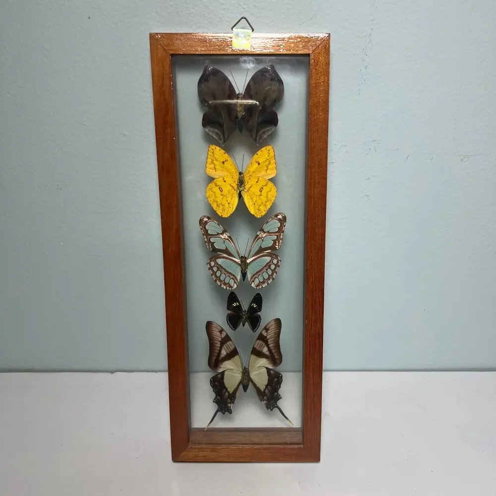 Vintage Real Butterfly Shadowbox Display Wood Frame Wall Art Taxidermy