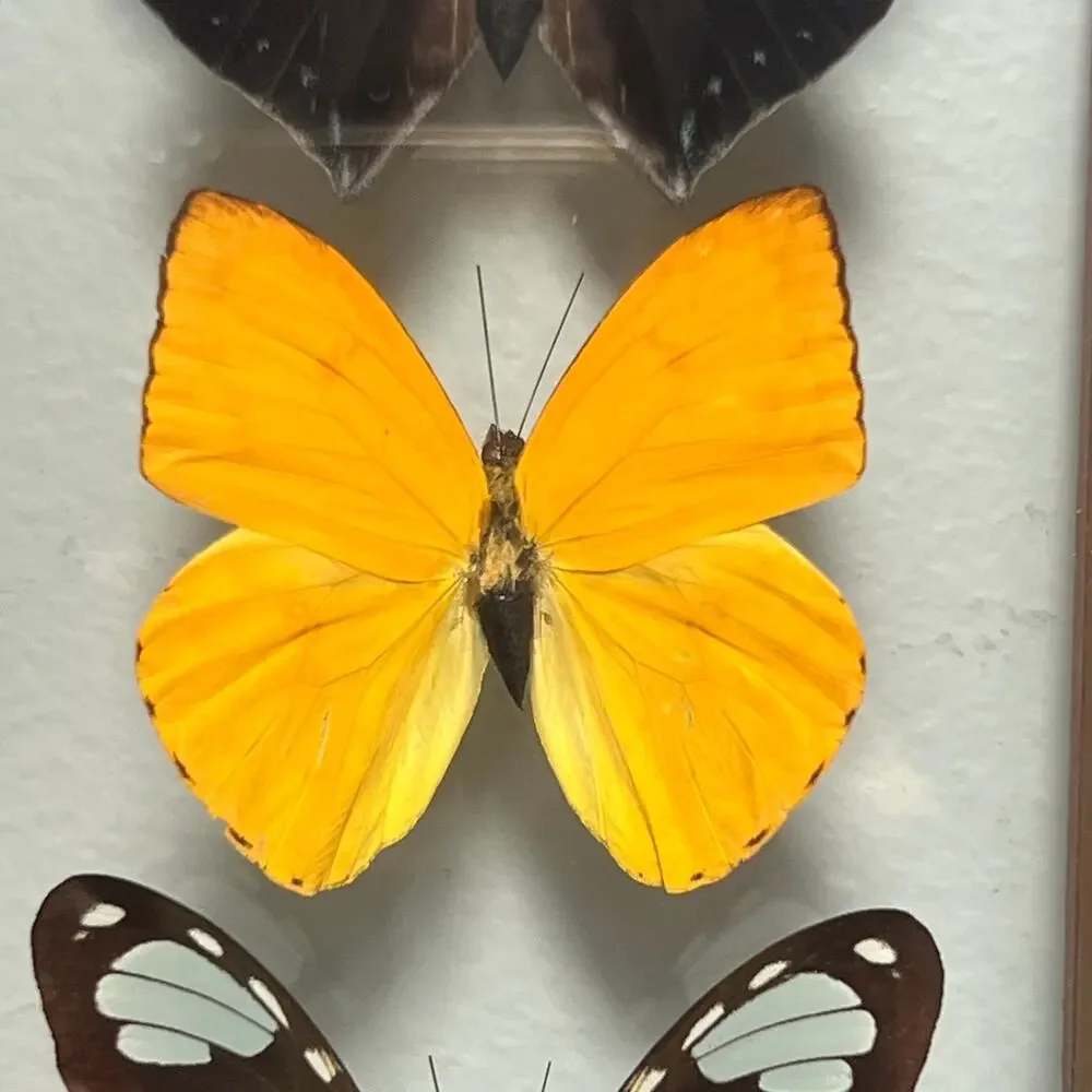 Vintage Real Butterfly Shadowbox Display Wood Frame Wall Art Taxidermy