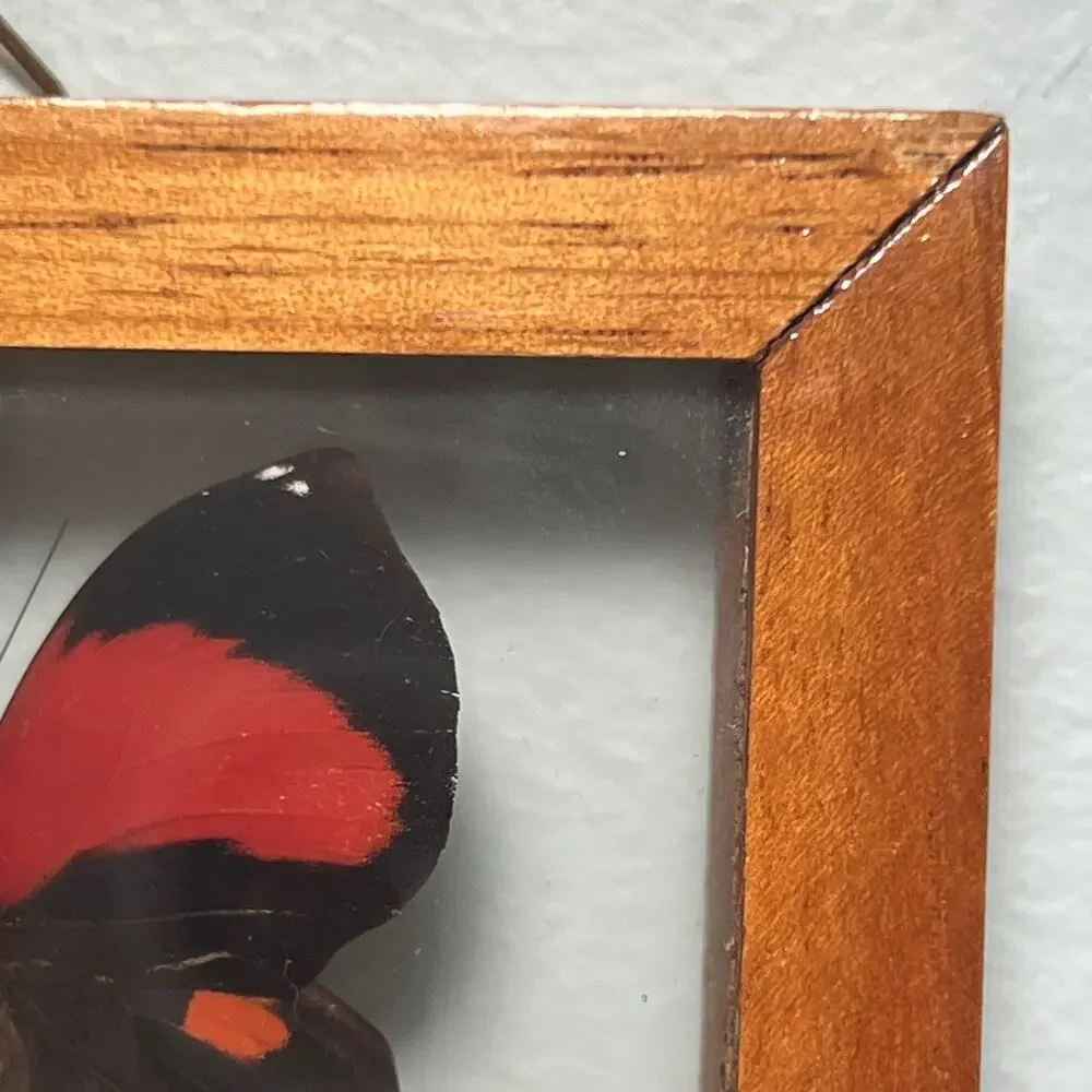 Vintage Real Butterfly Shadowbox Display Wood Frame Wall Art Taxidermy